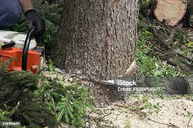 Best Root Management and Removal  in Hope Valley, RI