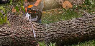 Best Stump Grinding and Removal  in Hope Valley, RI