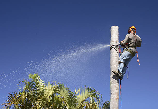 Best Palm Tree Trimming  in Hope Valley, RI