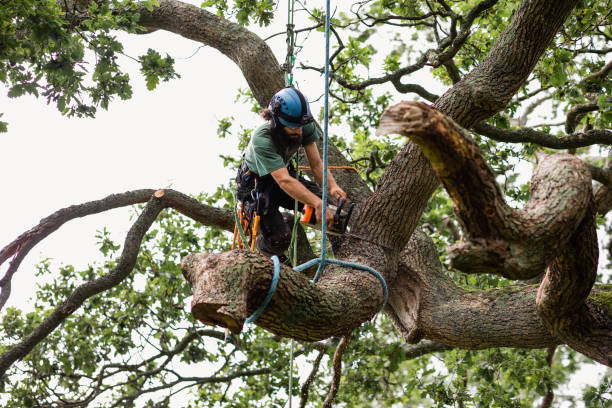 Best Tree Disease Treatment  in Hope Valley, RI