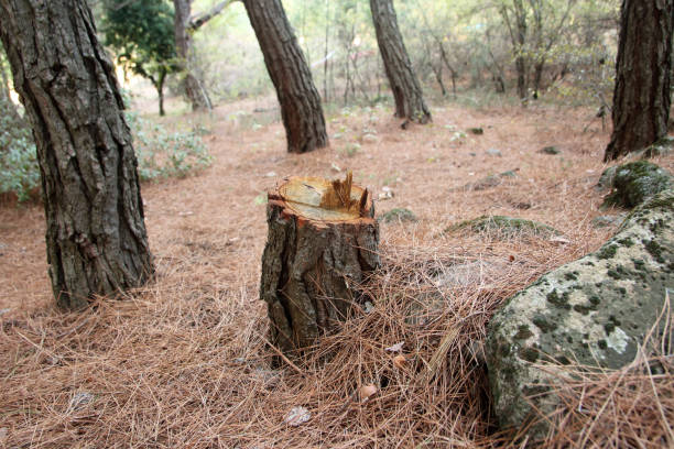 Soil Testing and Treatment in Hope Valley, RI