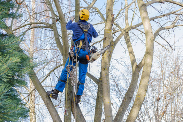 Best Utility Line Clearance  in Hope Valley, RI