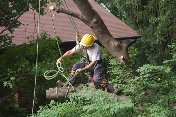 Reliable Hope Valley, RI Tree Care Solutions