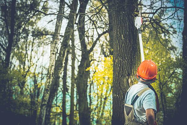 Best Tree Trimming and Pruning  in Hope Valley, RI