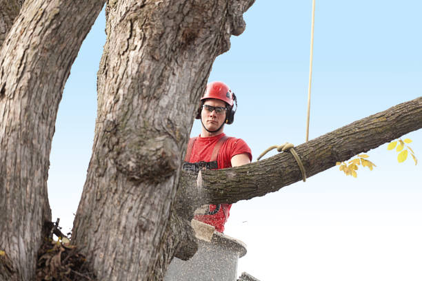 Best Commercial Tree Services  in Hope Valley, RI