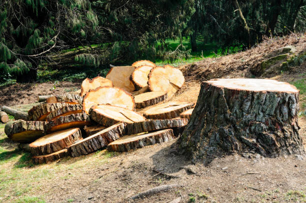 How Our Tree Care Process Works  in  Hope Valley, RI